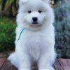 Aesthetic Samoyed paint by number