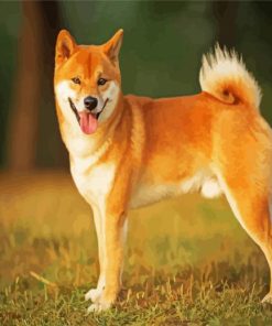 Aesthetic Shiba Inu paint by number