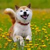 Aesthetic Shiba Inu Puppy paint by number