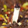 Aesthetic Stoat Animal paint by numbers