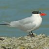 Aesthetic Tern Bird paint by numbers