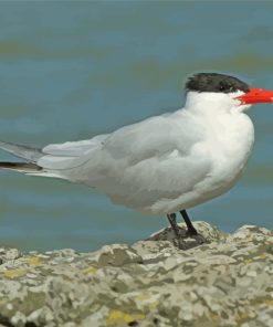 Aesthetic Tern Bird paint by numbers