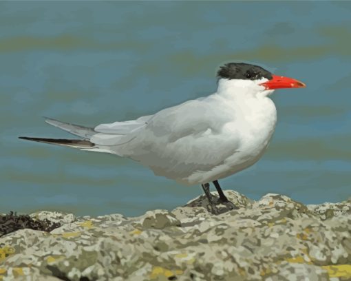 Aesthetic Tern Bird paint by numbers