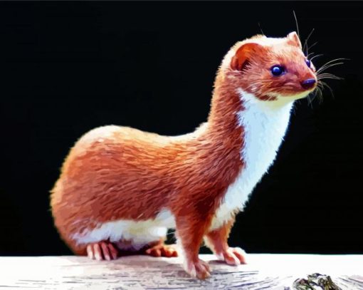 Aesthetic Weasel Animal paint by numbers