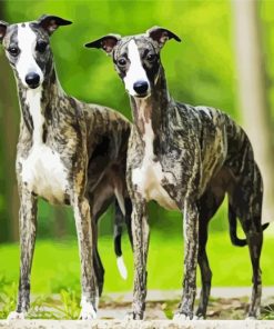 Aesthetic Whippet Dogs paint by numbers