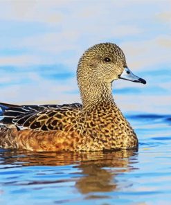 Aesthetic Wigeon Bird Animal paint by numbers