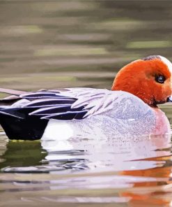 Aesthetic Wigeon Bird paint by numbers