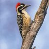 Aesthetic Woodpecker Bird paint by number