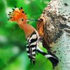 Aesthetic Woodpeckers paint by numbers