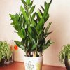 Aesthetic Zamioculcas Plants paint by numbers