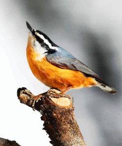 Aesthetic Beautiful Nuthatch Bird paint by number