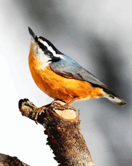 Aesthetic Beautiful Nuthatch Bird paint by number