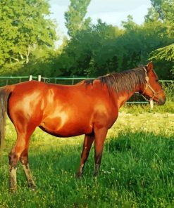 Aesthetic Brown Mare paint by numbers