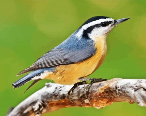 Aesthetic Nuthatch Bird paint by numbers