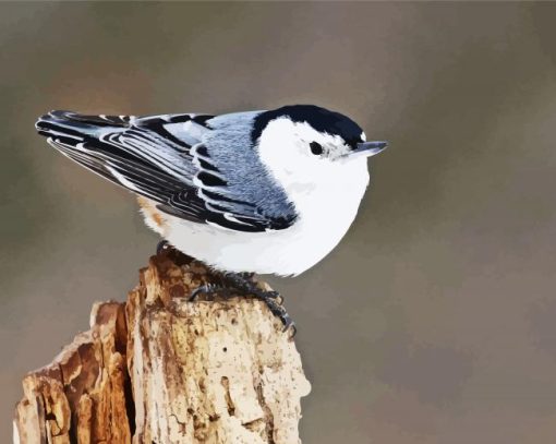 Aesthetic Nuthatch Bird paint by numbers