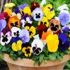 Aesthetic Pansies Flowers paint by numbers