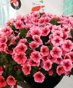 Aesthetic Pink Petunias paint by numbers