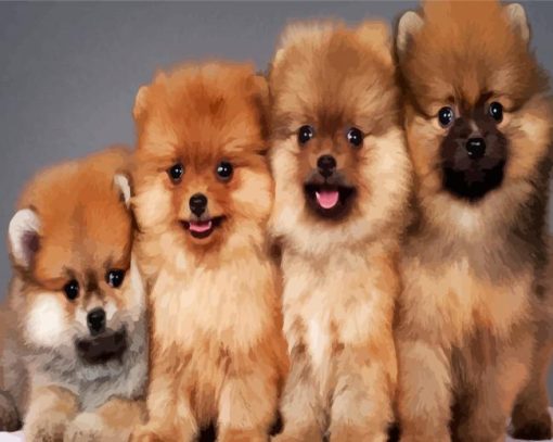 Aesthetic Pomeranian Dogs paint by number