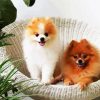 Aesthetic Pomeranian Dogs Pets paint by number