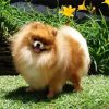 Aesthetic Pomeranian paint by number