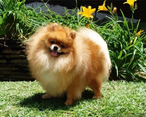 Aesthetic Pomeranian paint by number