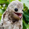 Aesthetic Potoo Bird Illustration paint by numbers