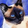 Aesthetic Siames Cat Illustration paint by numbers