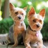 Aesthetic Yorkies paint by number