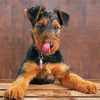 Airedale Terrier Dog paint by number