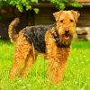 Airedale Terrier paint by number