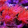 Anemones Pink paint by numbers