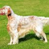 English Setter Dog paint by numbers