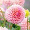 Baby Pink Dahlias Flower paint by number