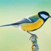 Aesthetic Parus Bird paint by number