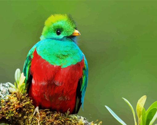 Beautiful Quetzal paint by numbers