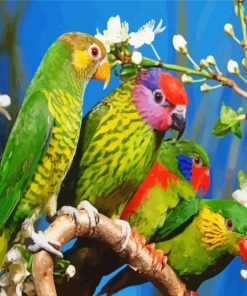 Beautiful Birds paint by number