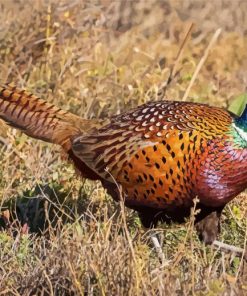 Beautiful Pheasant paint by number