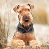 Beige Airedale Terrier paint by number