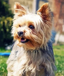 Beige Yorkshire Terrier paint by numbers