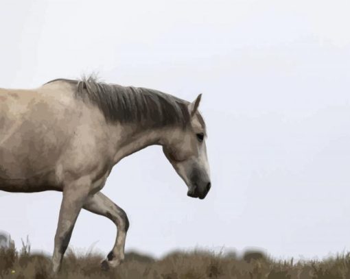 Beige Brumby Horse paint by number