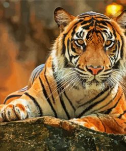 Bengal Tiger Animal paint by number