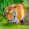 Bengal Tiger In The Water paint by number