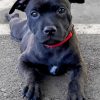 Black Staffordshire Bull Terrier paint by numbers