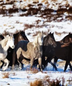 Black And White Brumby Flock paint by number