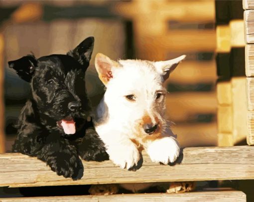 Black And white Scottish Terriers paint by number