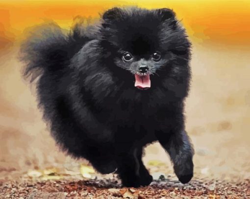 Black Pomeranian paint by numbers