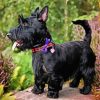 Black Scottish Terriers paint by number