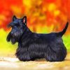 Black Scottish Terrier Puppy paint by number