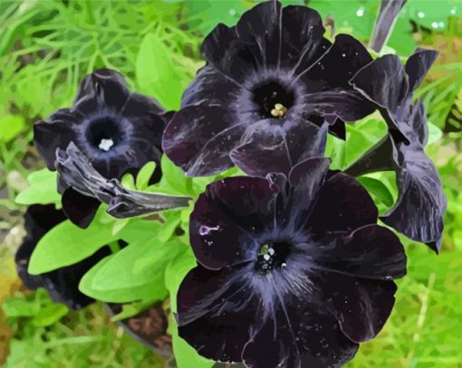 Black Petunias paint by numbers