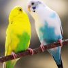 Blue And Green Budgerigars paint by numbers